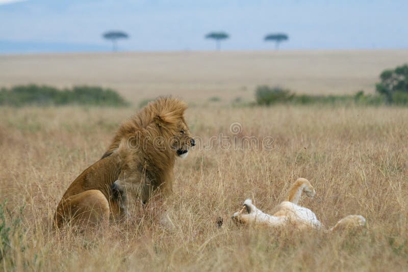 Lion couple on honeymoon