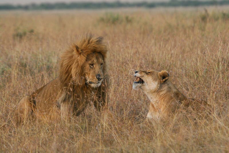 Lion couple on honeymoon