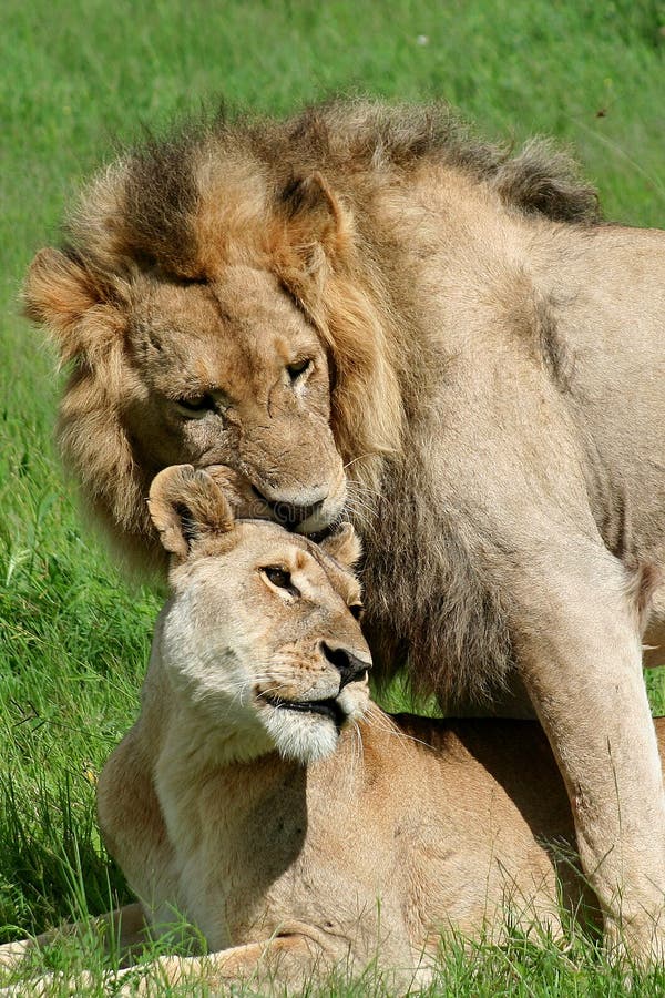 Lion Couple Mating, Okavango Stock Image - Image of lion, botswana: 14792061