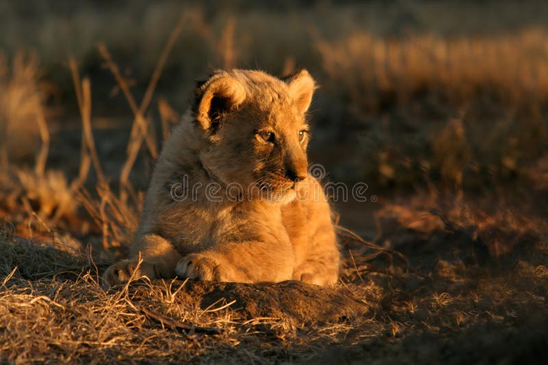 A young lion cub (Panthera leo) lying down in early morning light, South Africa