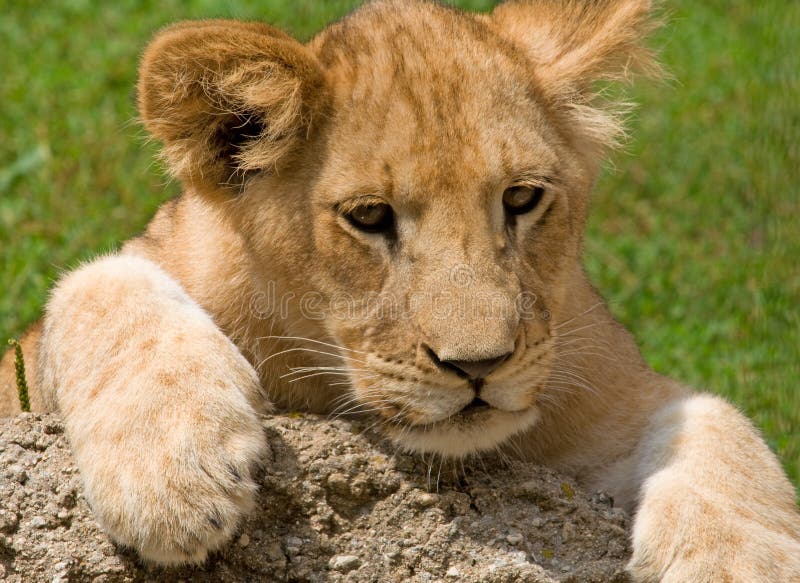 Photograph of a young Lion Cub resting on a rock while exploring his world.