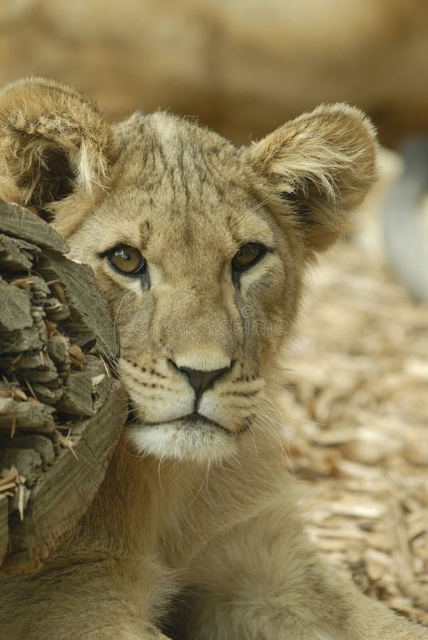 Young Lion Cub next to tree log.