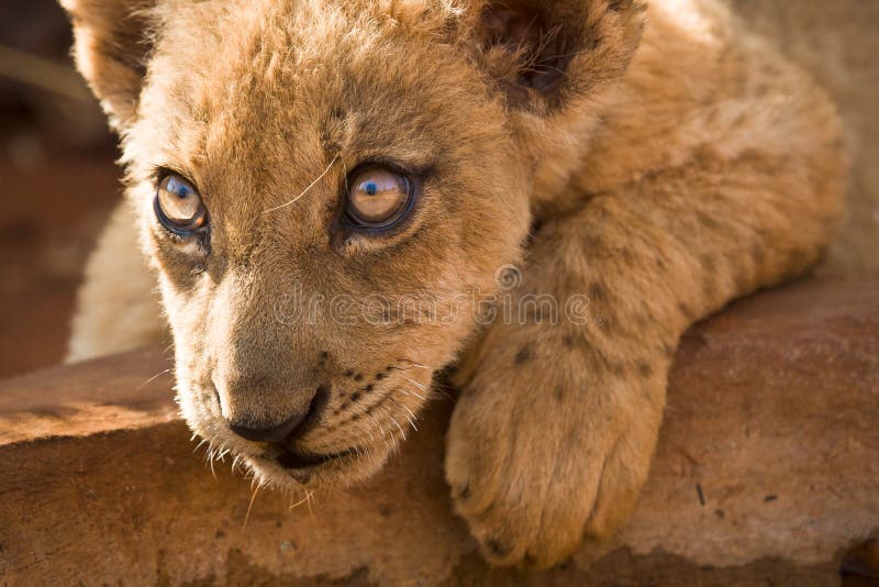 Lion cub