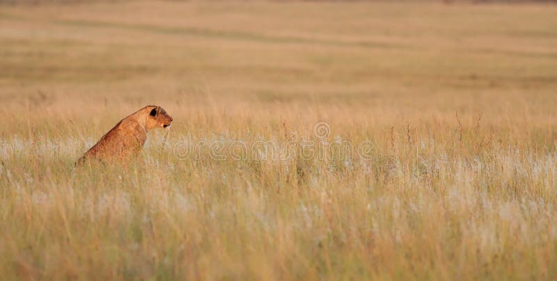 A young lion cub stares across the grassland plains at prey.