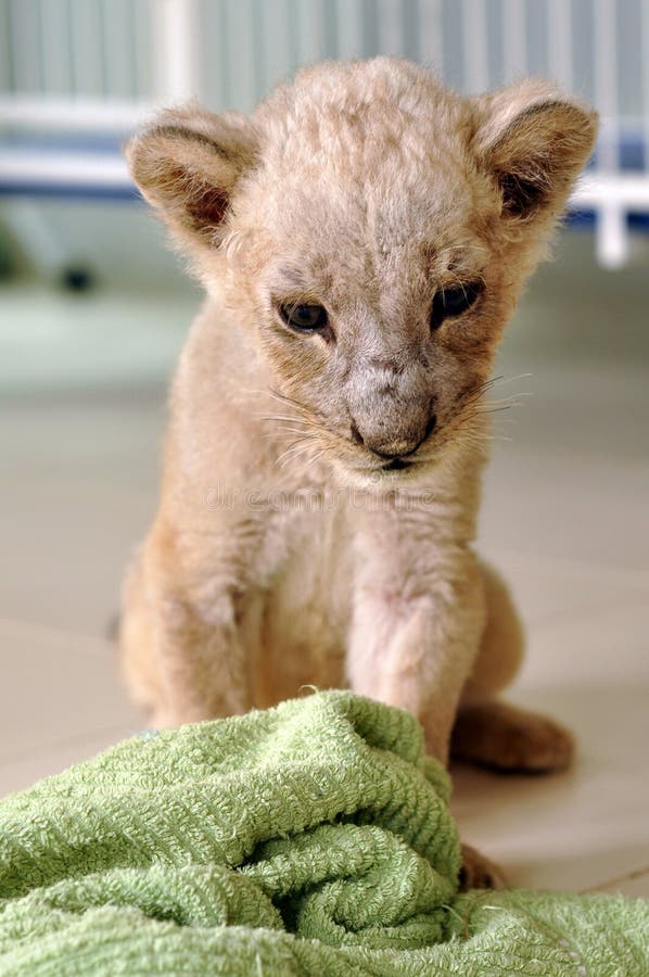 Lion cub