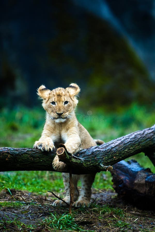 A cute young lion cub resting on a tree branch