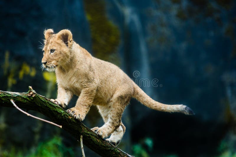 A cute young lion cub climbing on a tree branch