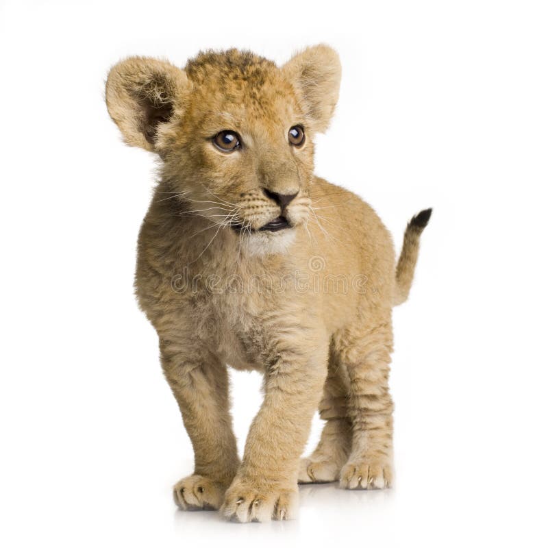 Lion Cub (3 mois) images stock Lion Cub (3 mois) images stock