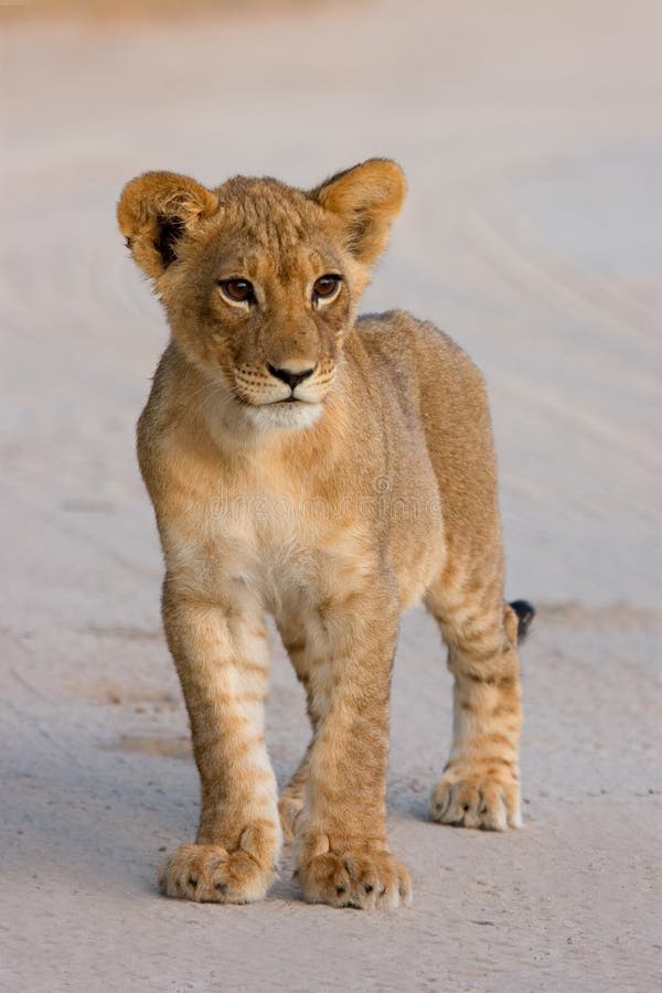 Young lion cub (Panthera leo), Kalahari desert, South Africa