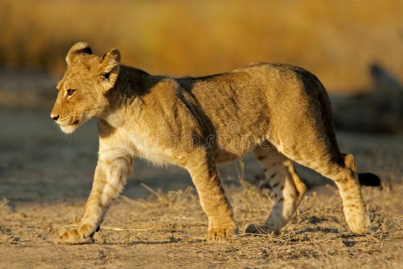 Young lion cub (Panthera leo), Kalahari desert, South Africa