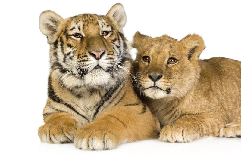 Lion Cub (5 months) and tiger cub (5 months)