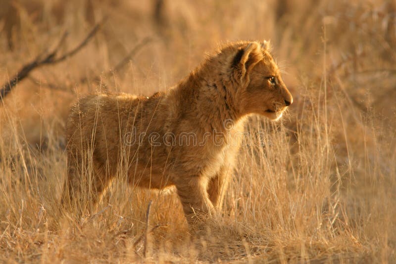 A young lion cub (Panthera leo) standing among grass, South Africa