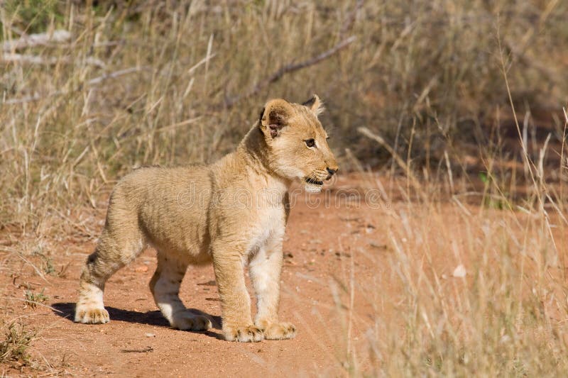 Young lion cub staring intently in the african bush