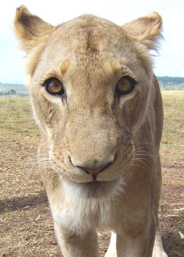 Close-up of a young lion. Close-up of a young lion