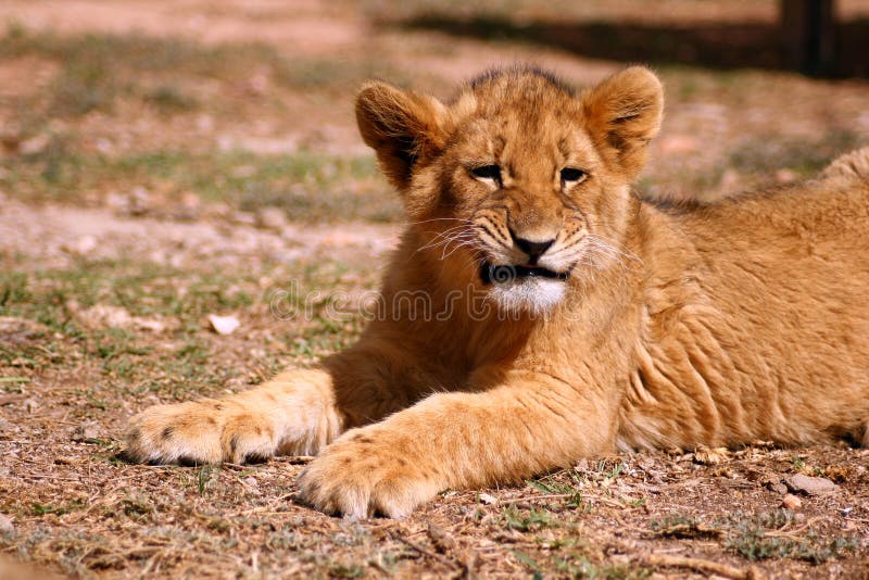 Lion cub