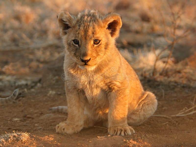 A young lion cub (Panthera leo) sitting down in early morning light, South Africa