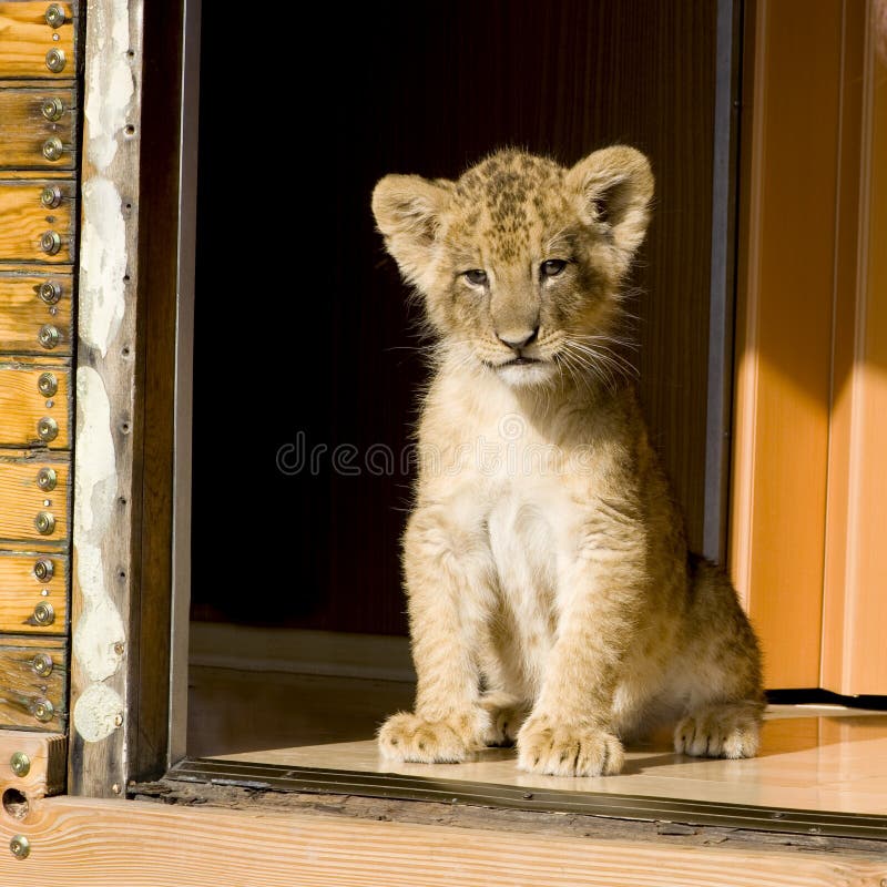 Lion Cub (7 weeks) royalty free stock photos