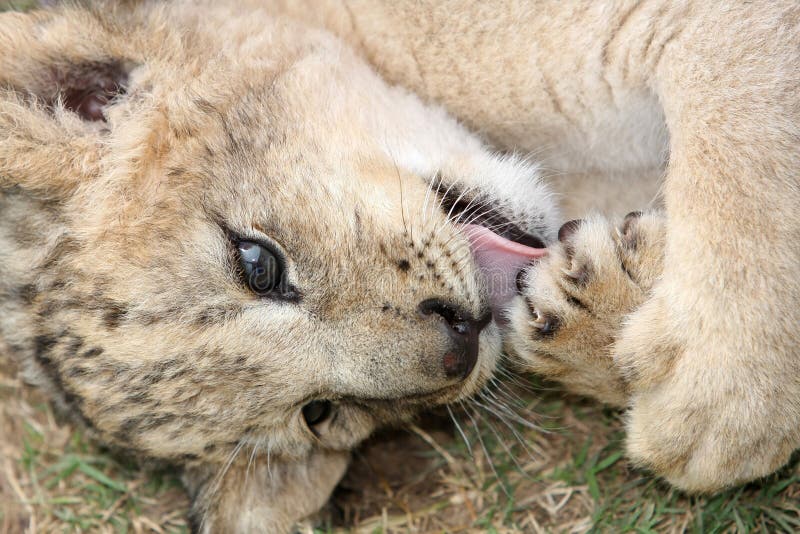 Cute young lion cub licking it's paw