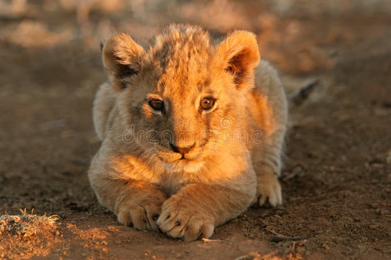 A young lion cub (Panthera leo) lying down in early morning light, South Africa