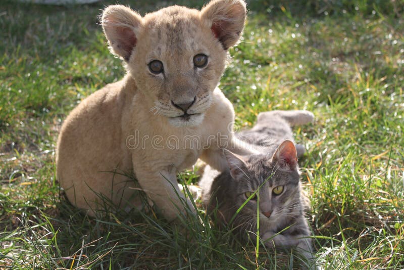 Lion cub with cat