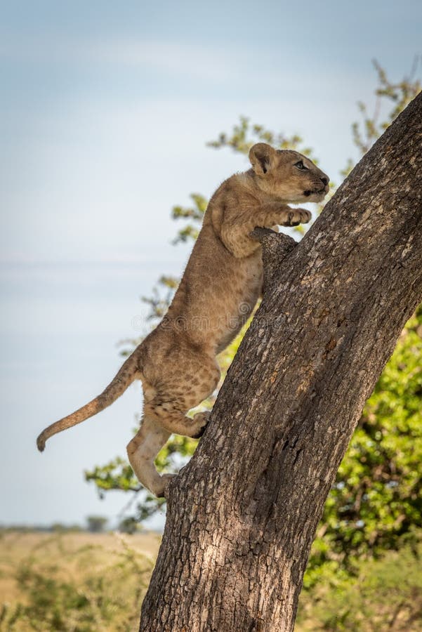Lion cub climbs tree trunk in profile