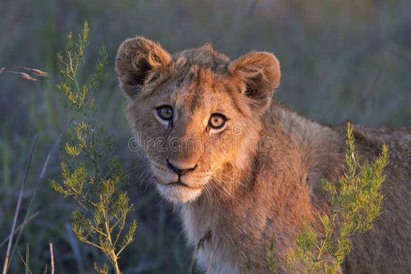 A close-up portrait of a young lion cub. Photo taken in Eastern Cape nature reserve, Republic of South Africa. A close-up portrait of a young lion cub. Photo taken in Eastern Cape nature reserve, Republic of South Africa.