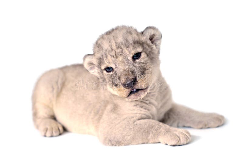 Lion cub