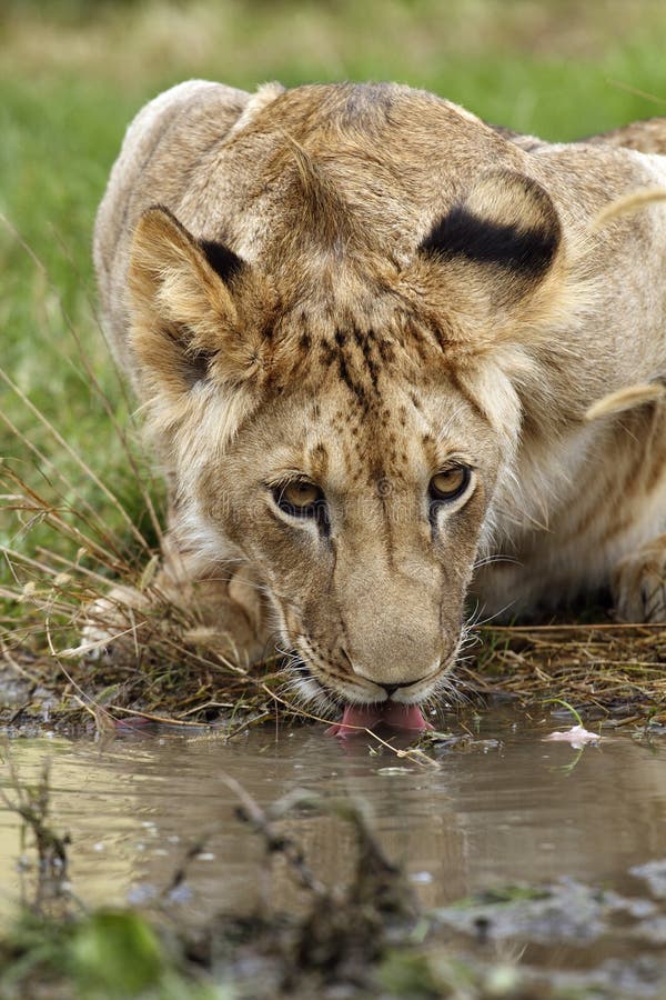 Lion cub drinking