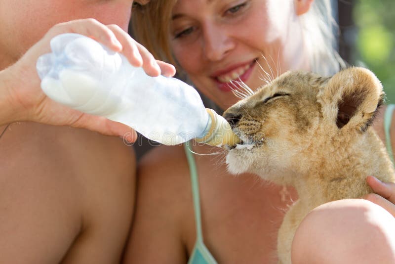 Lion cub drinking milk happy