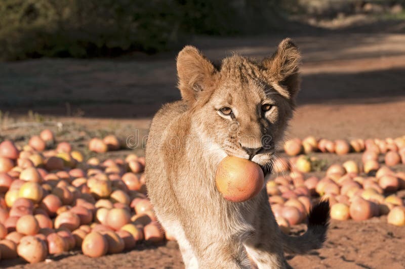 Lion cub and Grapefruit stock image. Image of orange 10409267