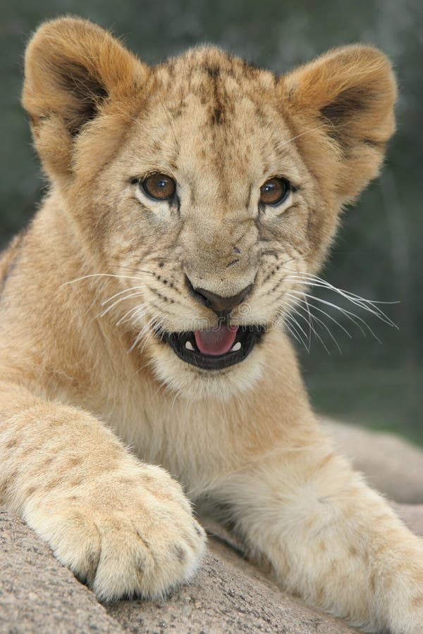 Lion Cub Growling