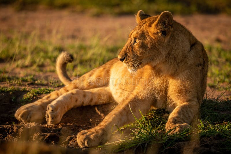 Lion Cub Lies Facing Left on Grass Stock Photo Image of exterior