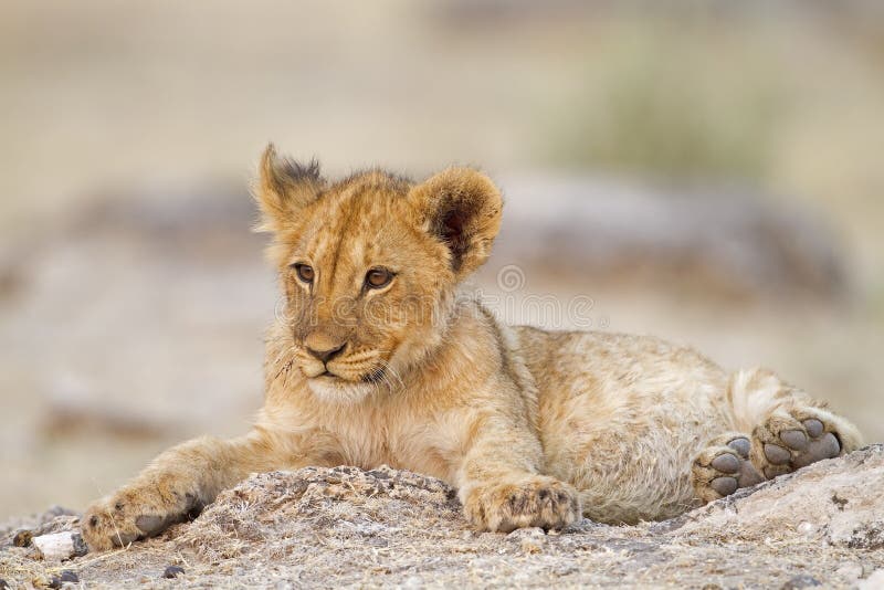 Lion cub lying alone between rocks