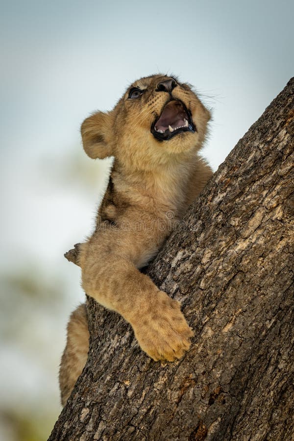 Lion Cub with Mouth Open on Tree Stock Image Image of african, lion
