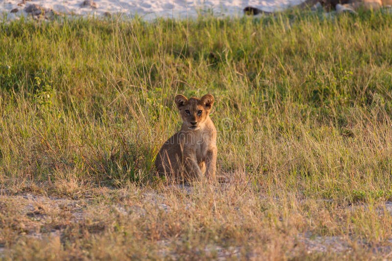 Lion cub relaxing on the savannah of Chobe National Park