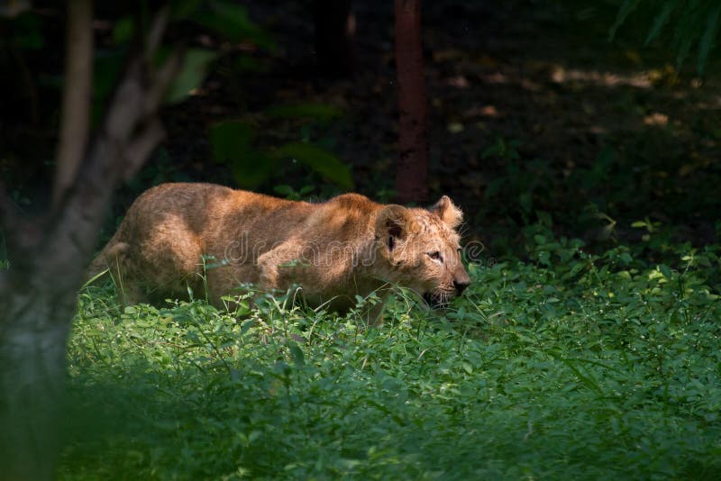 Lion cub stalking to learning hunting skills