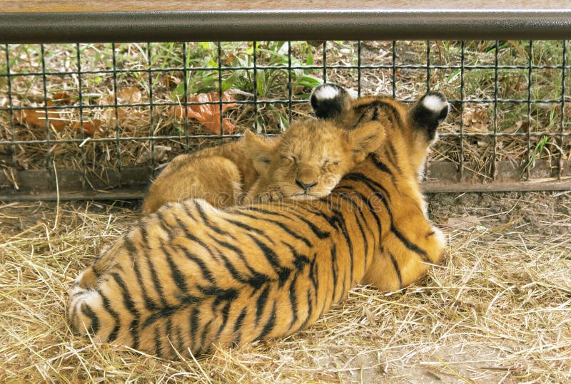 Lion cub and tiger cub, small children of large cats, relax together stock images Lion cub and tiger cub, small children of large cats, relax together stock images