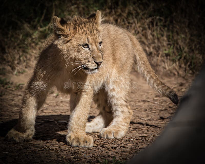 Young lion cub looks to play and romp in the wild.