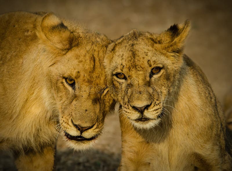 Lion Cubs stock photo