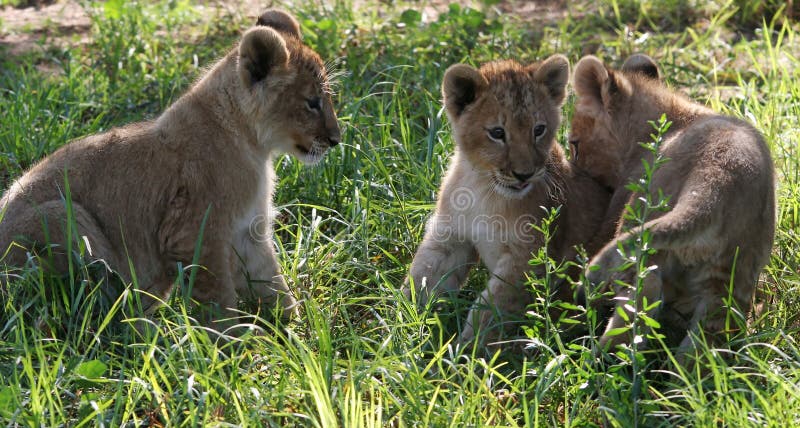 Three young lion cubs in the long green grass