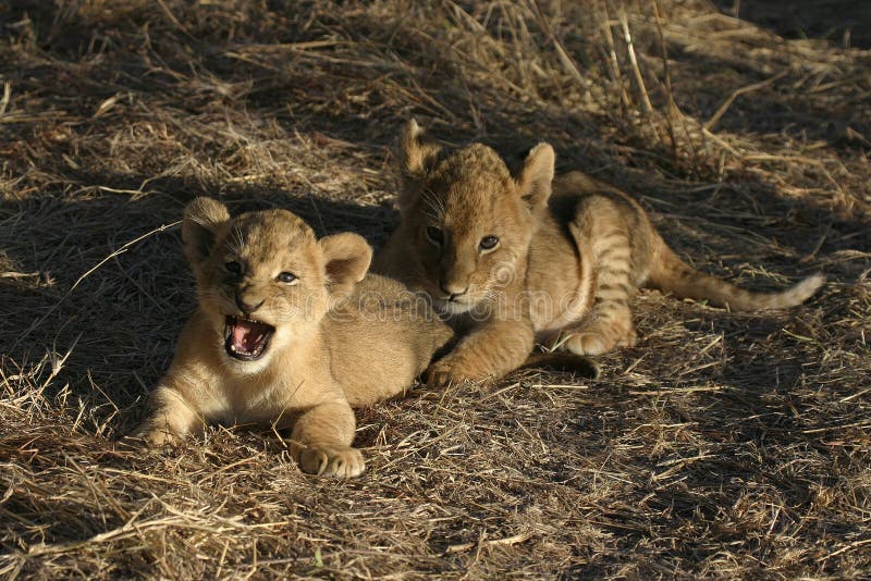 Two young lion cubs on ground, one with open mouth