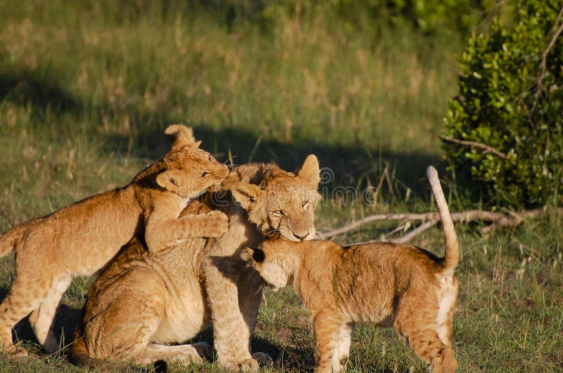 Lion Cubs med modern - masaien Mara - Kenya royaltyfri fotografi Lion Cubs med modern - masaien Mara - Kenya royaltyfri fotografi