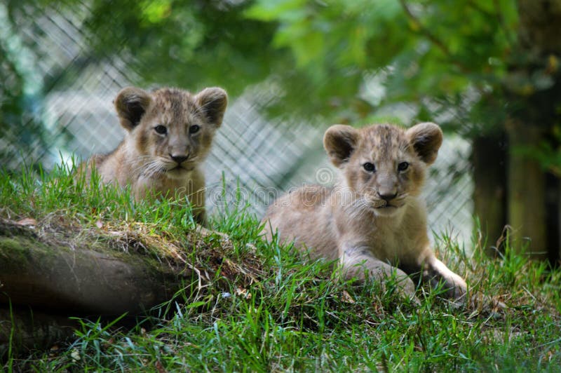 Lion cubs from Paignton Zoo.