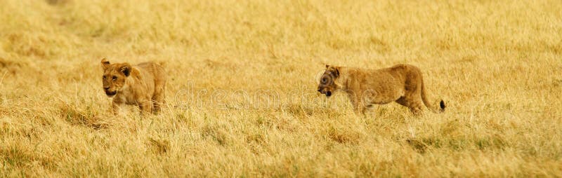 Lion Cubs