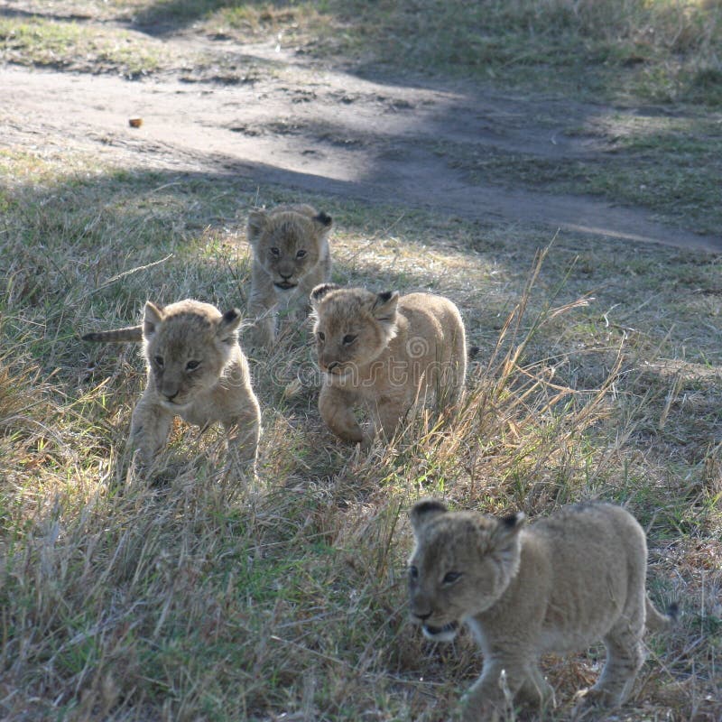 Lion Cubs Panthera Leo Simba in Swahili Taal royalty-vrije stock fotografie Lion Cubs Panthera Leo Simba in Swahili Taal royalty-vrije stock fotografie