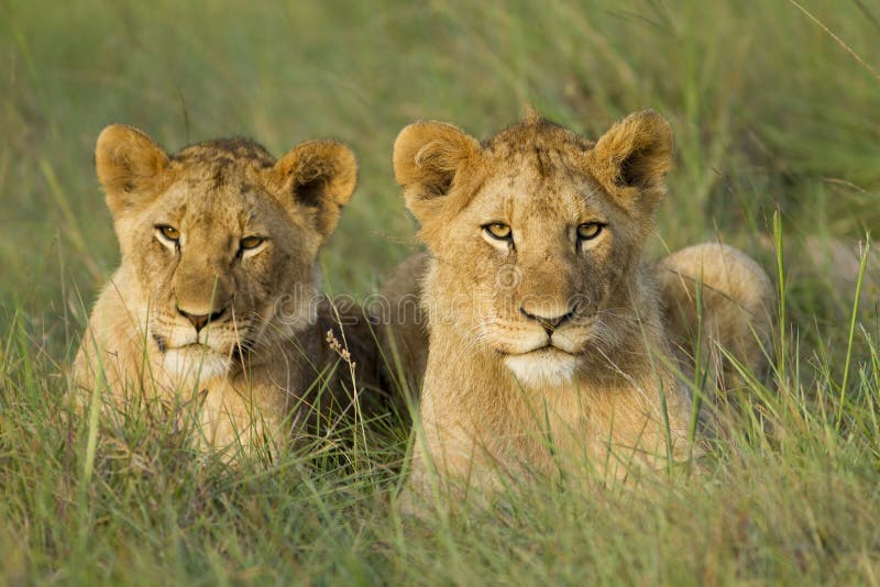 Two young lion cubs resting on a open grassland. . Two young lion cubs resting on a open grassland. .