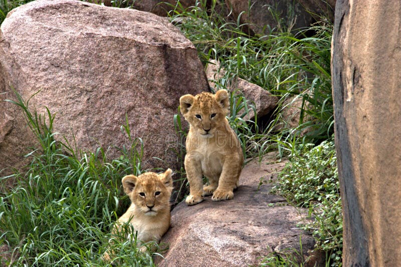 Lion, Cubs, Serengeti Plains, Tanzania, Africa