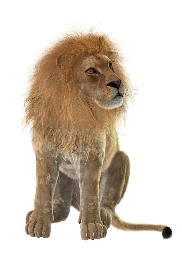 Lion stock photo. Image of mammal, king, dangerous, sitting - 51843550