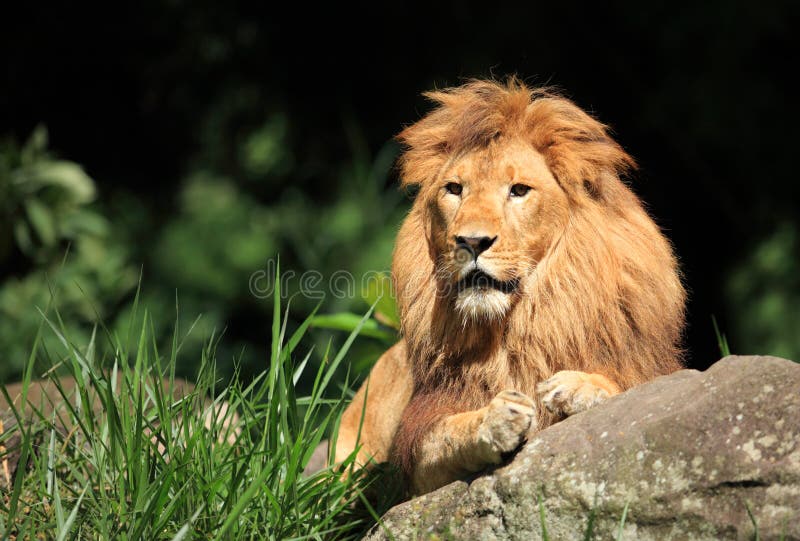Lion dans le sauvage