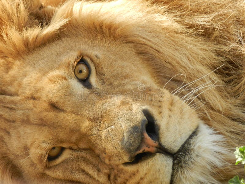 Lion de jungle de roi dans le zoo, bel animal photographie stock libre de droits Lion de jungle de roi dans le zoo, bel animal photographie stock libre de droits